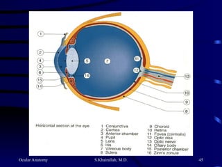 Ocular Anatomy S.Khairallah, M.D. 45
 