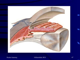 Ocular Anatomy S.Khairallah, M.D. 47
 