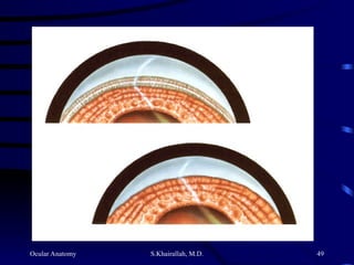Ocular Anatomy S.Khairallah, M.D. 49
 