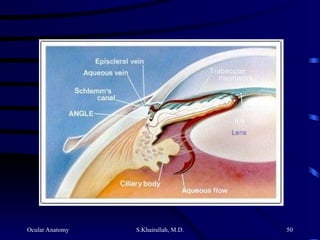 Ocular Anatomy S.Khairallah, M.D. 50
 