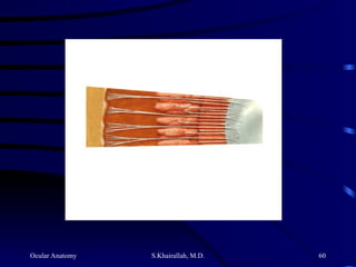 Ocular Anatomy S.Khairallah, M.D. 60
 