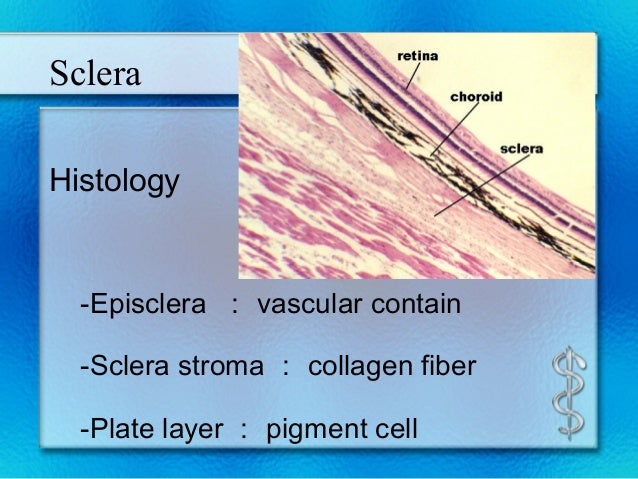 Ocular anatomy DR TEK
