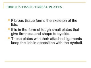 OCULAR APPENDAGES.ocular anatomy in very easy way | PPT
