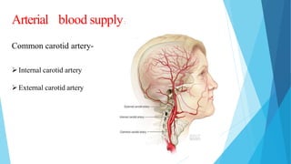 Arterial blood supply:
Common carotid artery-
Internal carotid artery
External carotid artery
 