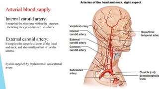 Arterial blood supply:
Internal carotid artery:
It supplies the structures within the cranium
, including the eye and related structures.
External carotid artery:
It supplies the superficial areas of the head
and neck, and also small portion of ocular
adnexa.
Eyelids supplied by both internal and external
artery.
 