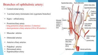 Branches of ophthalmic artery:
• Central retinal artery.
• Lacrimal artery (terminates into zygomatic branches)
• Supra – orbital artery.
• Posteriorciliary artery
-long posterior ciliary arteries ( 2 arteries)
- short posterior ciliary arteries (10 to 20 arteries )
• Muscular arteries
• Ethmoidal arteries
• Anterior ciliary arteries
• Palpabral arteries
• Dorsonasal artery
• Supratrochlear artery
 