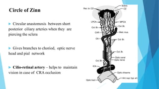 Circle of Zinn
 Circular anastomosis between short
posterior ciliary arteries when they are
piercing the sclera
 Gives branches to choriod, optic nerve
head and pial network
 Cilio-retinal artery – helps to maintain
vision in case of CRA occlusion
 