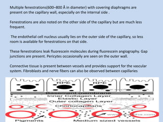 Multiple fenestrations(600–800 Å in diameter) with covering diaphragms are
present on the capillary wall, especially on the internal side .
Fenestrations are also noted on the other side of the capillary but are much less
frequent.
The endothelial cell nucleus usually lies on the outer side of the capillary, so less
room is available for fenestrations on that side.
These fenestrations leak fluorescein molecules during fluorescein angiography. Gap
junctions are present. Pericytes occasionally are seen on the outer wall.
Connective tissue is present between vessels and provides support for the vascular
system. Fibroblasts and nerve fibers can also be observed between capillaries
 