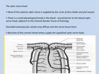 The optic nerve head
• Most of the anterior optic nerve is supplied by the circle of Zinn-Haller and pial vessels
• There is a small physiological break in the blood - neural barrier at the lateral optic
nerve head, adjacent to the choroid (border tissue of Elschnig).
Choroidal extravascular solutes may diffuse into the nerve tissue there
.
• Branches of the central retinal artery supply the superficial optic nerve head .
 