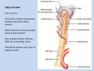 CIRCLE OF ZINN
Lies in sclera
Formed by circular anastomosis
between the short cilliary
arteries
Gives branches to choroid, optic
nerve & pial network.
Also supplies lamina cribrosa,
ONH, & surrounding retina.
Cilioretinal arteries may arise to
supply macula
 