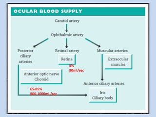 65-85%
800-1000ml /sec
5%
80ml/sec
 