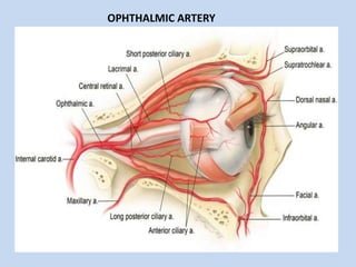 OPHTHALMIC ARTERY
 
