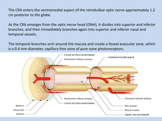 The CRA enters the ventromedial aspect of the retrobulbar optic nerve approximately 1.2
cm posterior to the globe.
As the CRA emerges from the optic nerve head (ONH), it divides into superior and inferior
branches, and then immediately branches again into superior and inferior nasal and
temporal vessels.
The temporal branches arch around the macula and create a foveal avascular zone, which
is a 0.4 mm diameter, capillary-free zone of pure cone photoreceptors.
 
