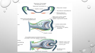 OCULAR EMBRYOLOGY development of the eye.pptx