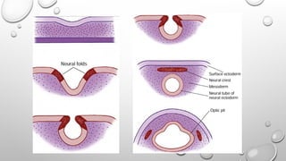 OCULAR EMBRYOLOGY development of the eye.pptx