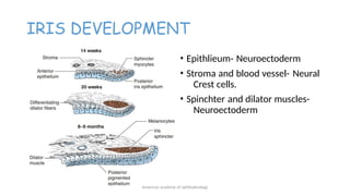Neuroectoderm Development OCULAR EMBRYOLOGY described final 123.pptx