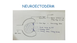 Neuroectoderm Development OCULAR EMBRYOLOGY described final 123.pptx