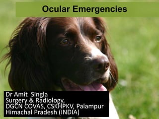 Ocular Emergencies
Dr Amit Singla
Surgery & Radiology,
DGCN COVAS, CSKHPKV, Palampur
Himachal Pradesh (INDIA)
 