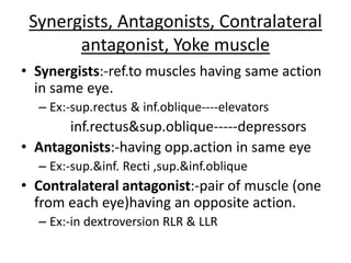 Synergists, Antagonists, Contralateral
antagonist, Yoke muscle
• Synergists:-ref.to muscles having same action
in same eye.
– Ex:-sup.rectus & inf.oblique----elevators
inf.rectus&sup.oblique-----depressors
• Antagonists:-having opp.action in same eye
– Ex:-sup.&inf. Recti ,sup.&inf.oblique
• Contralateral antagonist:-pair of muscle (one
from each eye)having an opposite action.
– Ex:-in dextroversion RLR & LLR
 
