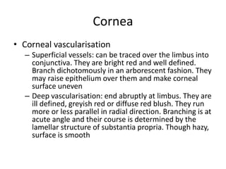 Cornea
• Corneal vascularisation
– Superficial vessels: can be traced over the limbus into
conjunctiva. They are bright red and well defined.
Branch dichotomously in an arborescent fashion. They
may raise epithelium over them and make corneal
surface uneven
– Deep vascularisation: end abruptly at limbus. They are
ill defined, greyish red or diffuse red blush. They run
more or less parallel in radial direction. Branching is at
acute angle and their course is determined by the
lamellar structure of substantia propria. Though hazy,
surface is smooth
 
