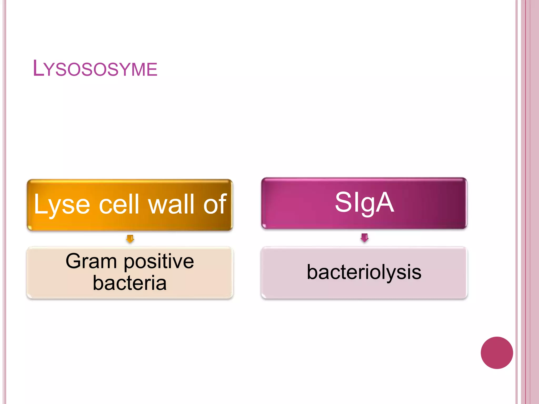 LYSOSOSYME
Lyse cell wall of
Gram positive
bacteria
SIgA
bacteriolysis
 