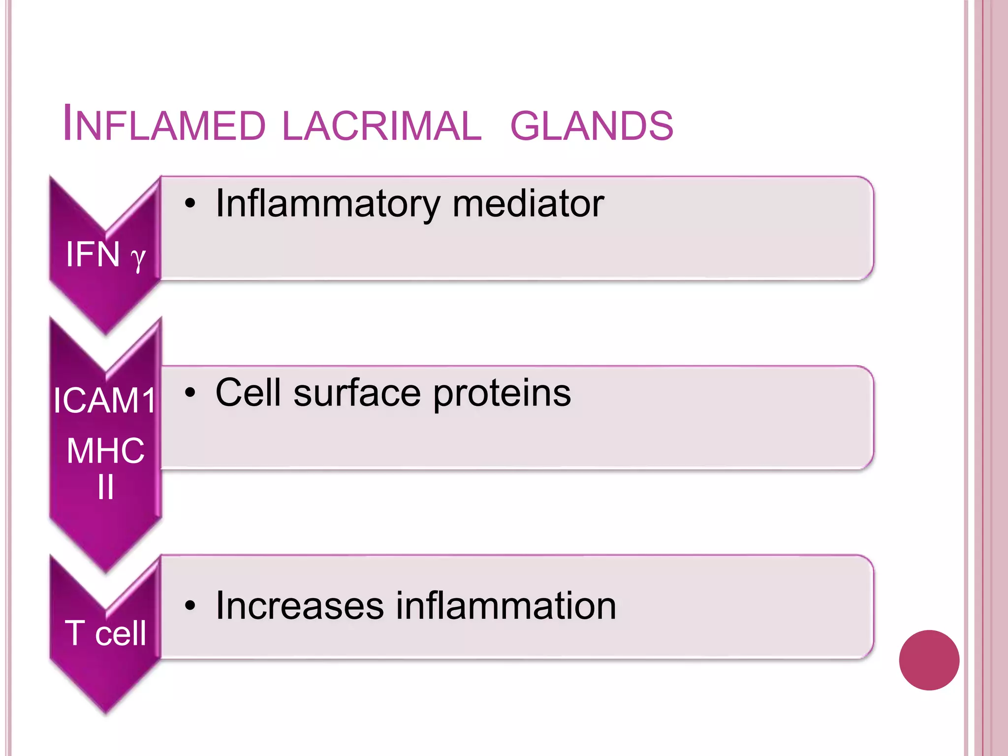 INFLAMED LACRIMAL GLANDS
IFN γ
• Inflammatory mediator
ICAM1
MHC
II
• Cell surface proteins
T cell
• Increases inflammation
 