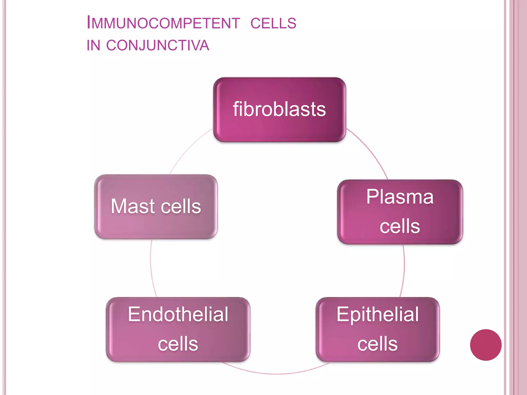 IMMUNOCOMPETENT CELLS
IN CONJUNCTIVA
fibroblasts
Plasma
cells
Epithelial
cells
Endothelial
cells
Mast cells
 
