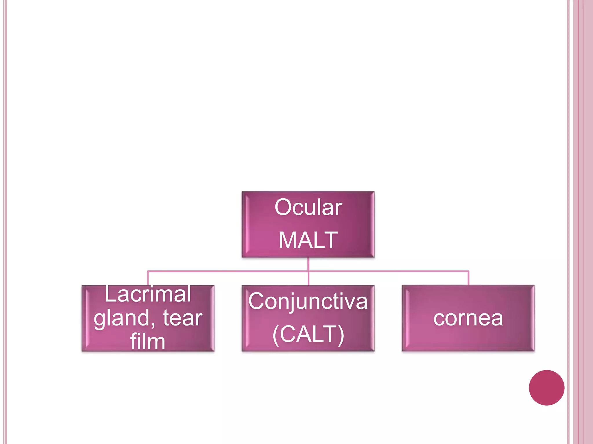 Ocular
MALT
Lacrimal
gland, tear
film
Conjunctiva
(CALT)
cornea
 