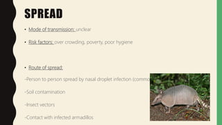 SPREAD
• Mode of transmission: unclear
• Risk factors: over crowding, poverty, poor hygiene
• Route of spread:
-Person to person spread by nasal droplet infection (commonest)
-Soil contamination
-Insect vectors
-Contact with infected armadillos
 