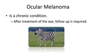 Ocular Melanoma
• Is a chronic condition.
– After treatment of the eye, follow up is required.
 