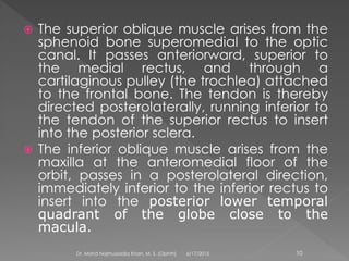  The superior oblique muscle arises from the
sphenoid bone superomedial to the optic
canal. It passes anteriorward, superior to
the medial rectus, and through a
cartilaginous pulley (the trochlea) attached
to the frontal bone. The tendon is thereby
directed posterolaterally, running inferior to
the tendon of the superior rectus to insert
into the posterior sclera.
 The inferior oblique muscle arises from the
maxilla at the anteromedial floor of the
orbit, passes in a posterolateral direction,
immediately inferior to the inferior rectus to
insert into the posterior lower temporal
quadrant of the globe close to the
macula.
6/17/2015Dr. Mohd Najmussadiq Khan, M. S. (Ophth) 10
 