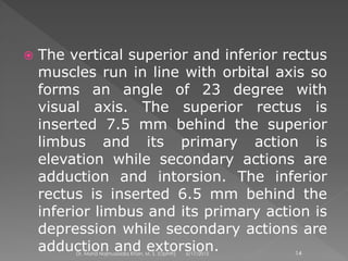  The vertical superior and inferior rectus
muscles run in line with orbital axis so
forms an angle of 23 degree with
visual axis. The superior rectus is
inserted 7.5 mm behind the superior
limbus and its primary action is
elevation while secondary actions are
adduction and intorsion. The inferior
rectus is inserted 6.5 mm behind the
inferior limbus and its primary action is
depression while secondary actions are
adduction and extorsion.6/17/2015Dr. Mohd Najmussadiq Khan, M. S. (Ophth) 14
 