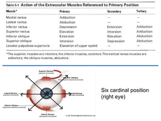 Ocular Motility- The Basic Science | PPTX