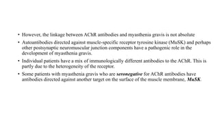 • However, the linkage between AChR antibodies and myasthenia gravis is not absolute
• Autoantibodies directed against muscle-specific receptor tyrosine kinase (MuSK) and perhaps
other postsynaptic neuromuscular junction components have a pathogenic role in the
development of myasthenia gravis.
• Individual patients have a mix of immunologically different antibodies to the AChR. This is
partly due to the heterogeneity of the receptor.
• Some patients with myasthenia gravis who are seronegative for AChR antibodies have
antibodies directed against another target on the surface of the muscle membrane, MuSK.
 