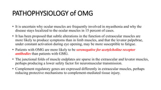 PATHOPHYSIOLOGY of OMG
• It is uncertain why ocular muscles are frequently involved in myasthenia and why the
disease stays localized to the ocular muscles in 15 percent of cases.
• It has been proposed that subtle alterations in the function of extraocular muscles are
more likely to produce symptoms than in limb muscles, and that the levator palpebrae,
under constant activation during eye opening, may be more susceptible to fatigue.
• Patients with OMG are more likely to be seronegative for acetylcholine receptor
antibodies than patients with GMG.
• The junctional folds of muscle endplates are sparse in the extraocular and levator muscles,
perhaps producing a lower safety factor for neuromuscular transmission.
• Complement regulatory genes are expressed differently in extraocular muscles, perhaps
reducing protective mechanisms to complement-mediated tissue injury.
 