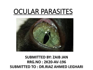 OCULAR PARASITES
SUBMITTED BY: ZAIB JAN
RRG.NO : 2K20-AV-196
SUBMITTED TO : DR.RIAZ AHMED LEGHARI
 