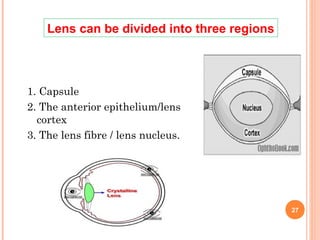 Animal Lens Strructure Ocular physiology_2014 | PPT
