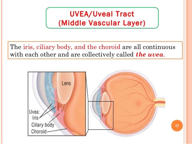 uveal tract