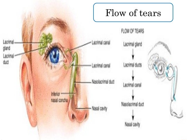 Ocular physiology_2014