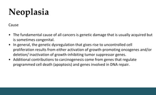 Neoplasia
Cause
• The fundamental cause of all cancers is genetic damage that is usually acquired but
is sometimes congenital.
• In general, the genetic dysregulation that gives rise to uncontrolled cell
proliferation results from either activation of growth-promoting oncogenes and/or
deletion/ inactivation of growth-inhibiting tumor suppressor genes.
• Additional contributions to carcinogenesis come from genes that regulate
programmed cell death (apoptosis) and genes involved in DNA repair.
 