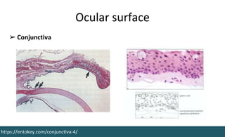 Ocular surface
https://entokey.com/conjunctiva-4/
➢ Conjunctiva
 