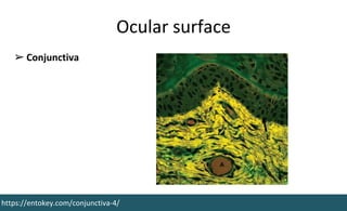 Ocular surface
https://entokey.com/conjunctiva-4/
➢ Conjunctiva
 