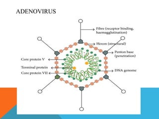 ADENOVIRUS 
 