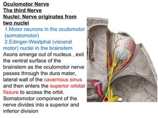 Oculomotor Nerve
The third Nerve
Nuclei: Nerve originates from
two nuclei
1.Motor neurons in the oculomotor
(somatomotor)
2.Edinger-Westphal (visceral
motor) nuclei in the brainstem
Axons emerge out of nucleus , exit
the ventral surface of the
brainstem as the oculomotor nerve
passes through the dura mater,
lateral wall of the cavernous sinus
and then enters the superior orbital
fissure to access the orbit.
Somatomotor component of the
nerve divides into a superior and
inferior division

 