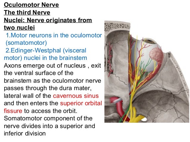 Oculomotor Nerve