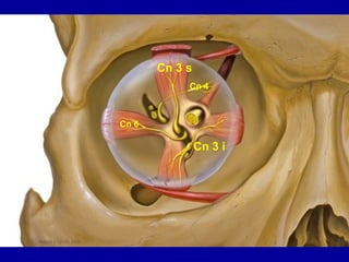 Cn 3 i
Cn 3 s
Cn 6
Cn 4
 