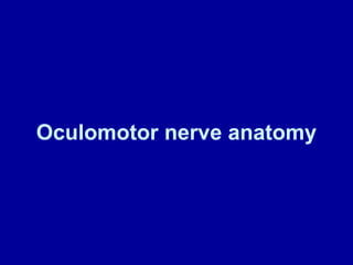 Oculomotor nerve anatomy
 
