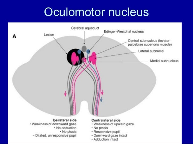 oculomotor nerve cranial nerve nuclei