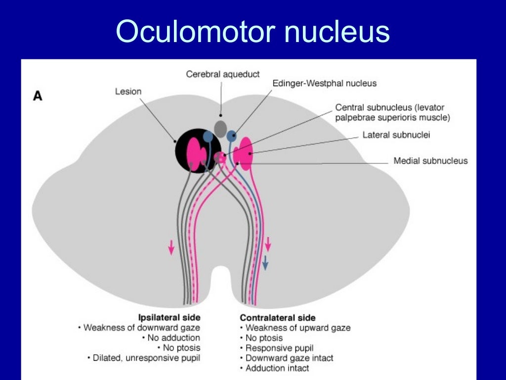 Oculomotor nerve