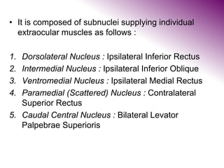 • It is composed of subnuclei supplying individual
extraocular muscles as follows :
1. Dorsolateral Nucleus : Ipsilateral Inferior Rectus
2. Intermedial Nucleus : Ipsilateral Inferior Oblique
3. Ventromedial Nucleus : Ipsilateral Medial Rectus
4. Paramedial (Scattered) Nucleus : Contralateral
Superior Rectus
5. Caudal Central Nucleus : Bilateral Levator
Palpebrae Superioris
 